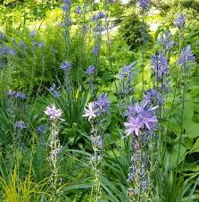 Image result for Baphia multiflora