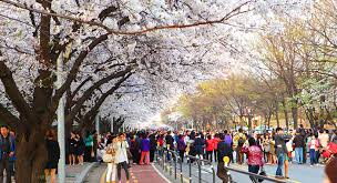 Taman bunga celosia hadir melengkapi daftar tempat wisata favorit di semarang. 7 Tempat Wisata Musim Semi Di Seoul