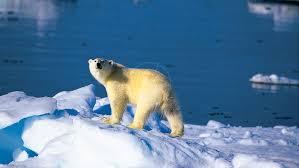 2 on une question : Voir Des Ours Etendues Sauvages
