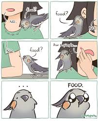Pin By Mackenzie Crowe On Birds Funny Animal Memes Funny Parrots Cute Funny Animals