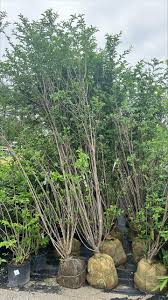 Image result for ligustrum ovalifolium