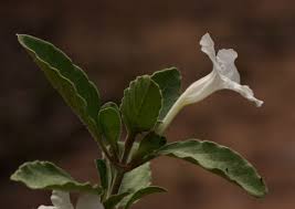 Image result for Ruellia patula