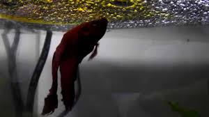 Betta Eggs Have Hatched Fry At Two Days Post Spawn Youtube