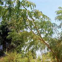 Image result for Schizozygia coffaeoides