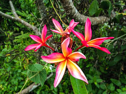 There are many different kinds of flowers that deer won't eat including hibiscus flowers. Hawaiian Flowers Found On Maui All That Flowers In Hawaii