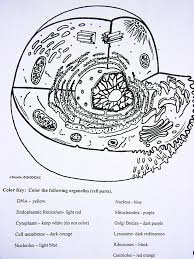 Anatomy of animal cell (biology diagram. Cell Coloring Diagrams Winnacunnet Biology