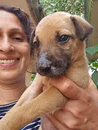 Hello I need help I am Fostering 1 stray which was pregnant it got 9  puppies am looking for a forever home for them.I shall sterilise the mom  and adopt her.I can't