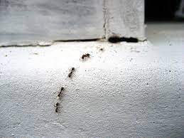 You're most likely to spot a formica fusca species in the south midlands and lowland britain. Most Common Types Of House Ants Panther Pest Control