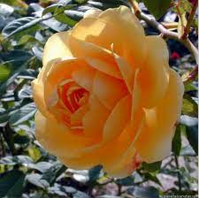 صور ورود جميلة لأجمل إهداءات مداد الجليد Flowers Bird Drawings Rose