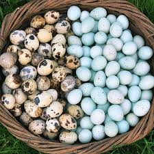 Why You Should Consider Raising Backyard Chickens Chickens Backyard Raising Backyard Chickens Raising Quail