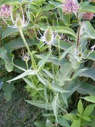 Image result for Dipsacaceae