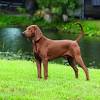 These stunning coonhound cross pups are just 12 days. 3
