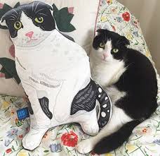 水原希子の飼い猫ブブ kedi