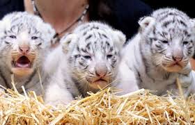 Buy bitcoin instantly in pakistan. Pets Pakistan Exotics Big Cats Cubs For Sale
