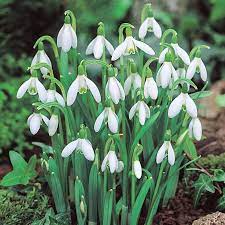 Breck S 25 Pack Single White Flowering Snowdrops Galianthus Bulbs In The Plant Bulbs Department At Lowes Com
