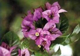 Bougainvilleas Bougainvillea Tropical Garden Plants Most Beautiful Flowers