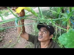 Pos sebelumnya 7 cara budidaya jeruk manis paling menjanjikan. Panduan Menanam Labu Madu Di Pekarangan Pemupukan Perawatan Part 2 Youtube Labu Madu Labu Menanam