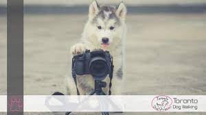 Famous dog photographers you should already be following in 2019. 7 Of The Best Pet Dog Photographers In Toronto