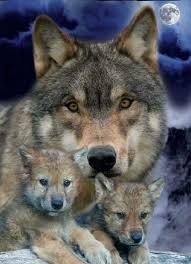 Pin By Tammy Dianne On Animals Animals Beautiful Animals Wolf Dog