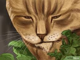 Webmd discusses drooling in cats including possible reasons and treatemt options. 3 Ways To Stop Your Cat From Drooling Wikihow