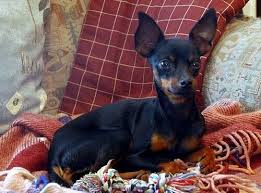 Maybe you would like to learn more about one of these? Prague Ratter Varldens Minsta Hund My Animals