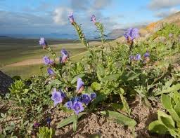 Image result for Hydrophyllaceae