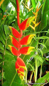 Heliconia Rostrata Hanging Lobster Claw Heliconia Tropical Flowers Tropical Plants