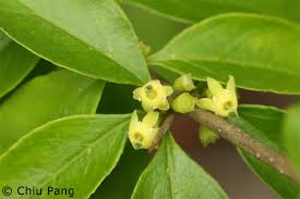 Image result for Canthium