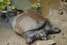Unlike most other turtles, their shell is soft, flat, and rubbery. Euphrates Softshell Turtle Threatened With Extinction In Iran Tehran Times