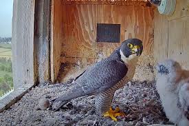 As a proud member of the animal justice party i represent people like you from across nsw who love animals and want a future where both animals and people live happy, healthy lives free from abuse, suffering and exploitation. Live Streaming Webcams Animals And Wildlife Australia