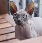 7 Hairless Cat Breeds: Sphynx, Donskoy, and More