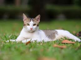 This is where the information is turned on over to you. Can Cats Eat Pasta