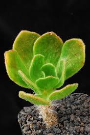 Image result for Smithia erubescens