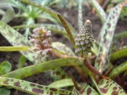 Image result for Ledebouria Unidentified sp. no6.