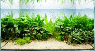 It cannot stand low temperatures and therefore must be kept within the conditions mentioned below. Top 5 Benefits Of Aquarium Plants The Fishroom Cheshire