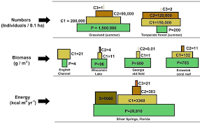 Ecological Pyramid Definition Types And Examples