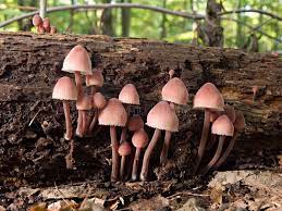 Pink Mushrooms Small Pink Mycena Mushrooms Growing On Decaying Log Sponsored Ad Affiliate Mushrooms P Pink Mushroom Stuffed Mushrooms Mushroom Stock