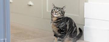 We did not find results for: What Exactly Are Tabby Cats Purina