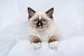 Siamese Cat Breed Information: Behavior, Pictures and Care ...