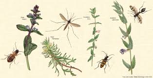 Image result for Achyrospermum laterale