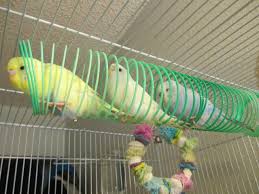 Bird Bath For Budgie Cage Slinky Budgies In My Estimation This Is A Brilliant Idea Budgies Bird Pet Bird Cage Bird Toys
