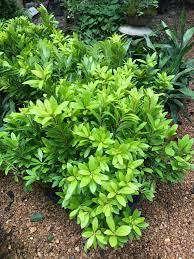 These are what i call a handsome shrub. Florida Sunshine Anise Illicium Parviflorum Florida Sunshine