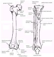 The long bones are those that are longer than they are wide. Skeletal System Diagrams Skeletal System Anatomy Human Body Anatomy Anatomy Bones