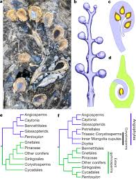 The angiosperms are those plants whose seeds develop within a surrounding layer of plant tissue, called the carpel, with seeds attached around the margins. Mesozoic Cupules And The Origin Of The Angiosperm Second Integument Nature