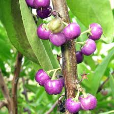 Image result for Myoporum laetum