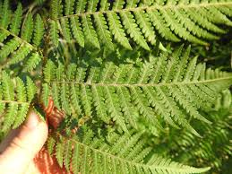 Image result for Megalastrum lanuginosum