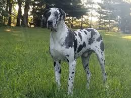 We are a small family breeder located in southern indiana. Jlg Great Danes Great Dane Puppies In Wakarusa In