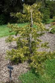 Image result for Podocarpaceae