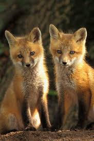 Right now we have 67+ background pictures, but the number of images is growing, so add the webpage to bookmarks and. 12 Cute Animal Pictures To Save As Your Iphone Wallpapers