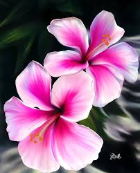 Hibiscuses By Laura Bell Hibiscus Flower Drawing Flower Drawing Flower Painting
